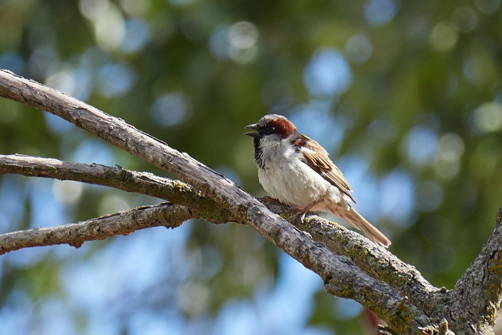 Biodiversidad_Gorrión común (Rafael Sánchez)