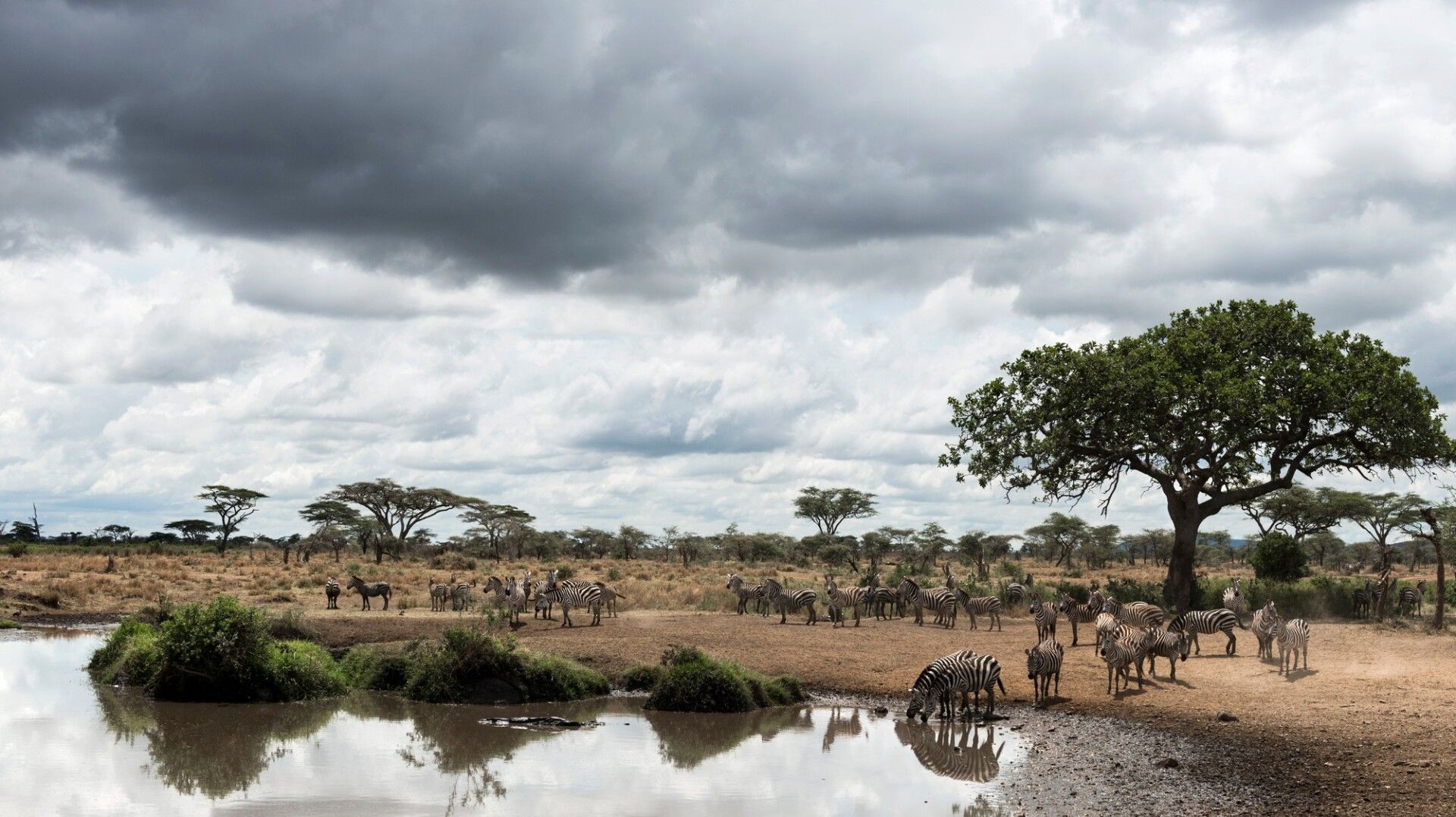 Herd of zebras resting by a river, Serengeti, Tanzania, Africa