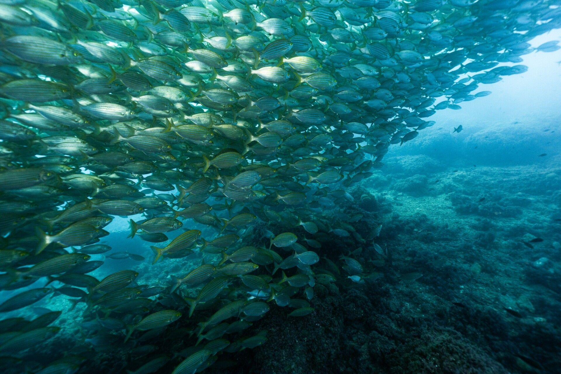 School of fish the Mediterranean sea, sea breams Sarpa salpa, Benidorm, Spain