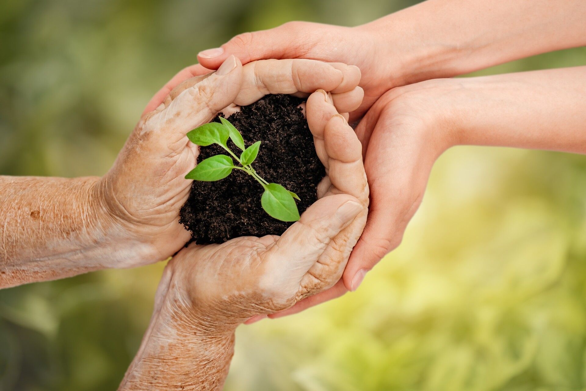 Generations join hands to nurture a green plant in rich soil, symbolizing sustainability