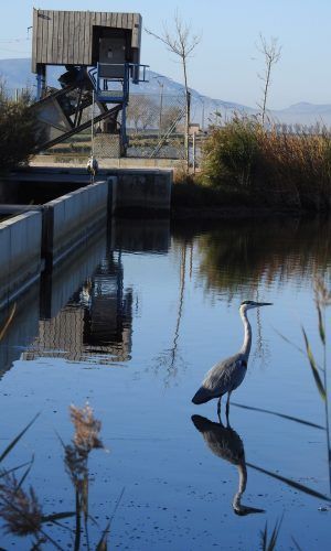 Los Humedales de Illa de Mar y de l’Embut, en el Delta del Ebro, declarados reserva natural de fauna salvaje