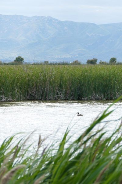 Los humedales de Illa de Mar y l’Embut (Delta del Ebro), gestionados por Agbar, declarados reserva natural de fauna salvaje. (crédito: Oliver Hernández)