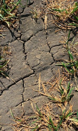 Drought - Cracked Earth