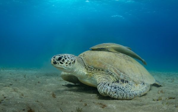 Giant Sea turtle close-up Red Sea Egypt