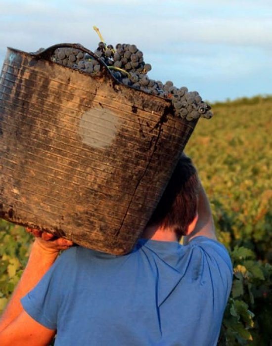 rioja-vega-vinedos-gallery-01-min
